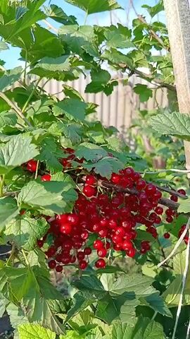 A medium shot of a red currant bush shows ripe berries on branches surrounded by green leaves. The bush is supported by a wooden stake. In the background, a wooden fence is visible under a bright sky. The camera slowly pans from left to right, focusing on the berries and leaves.