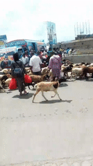 Sheep herd crosses busy Nairobi street during morning hours