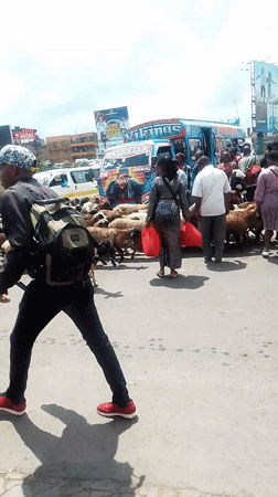 Sheep herd crosses busy Nairobi street during morning hours