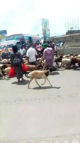 Sheep herd crosses busy Nairobi street during morning hours