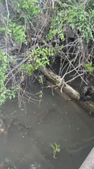 Wildlife gathering observed at Stara Zagora lake draws witness documentation