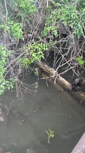 Wildlife gathering observed at Stara Zagora lake draws witness documentation