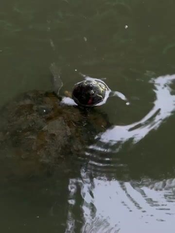 The video shows a red-eared slider turtle swimming in murky green water. The turtle's head is visible above the water, with its distinctive red markings around its eyes. Its shell is partially submerged, and its legs are extended as it paddles. The water surface has ripples, suggesting movement or perhaps light rain. Several small, circular ripples are also visible on the surface, adding to the sense of the turtle's activity. The overall environment appears to be a natural body of water, possibly a pond or lake.