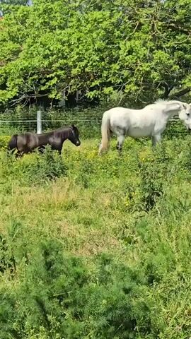 The video shows a white horse and a black pony in a grassy field. The animals are near a wire fence, with a tree line visible in the background. A concrete utility pole stands in the foreground, partially obscuring the view of the white horse. The grass is green and interspersed with yellow wildflowers. The animals are moving calmly through the field.