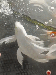 Koi tank at Mesjid Reuntoh, shot from multiple angles