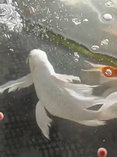Koi tank at Mesjid Reuntoh, shot from multiple angles
