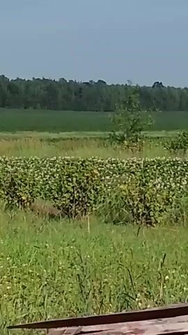 This media file depicts a rural landscape scene in Belarus. The foreground features tall green grass interspersed with small white wildflowers. Beyond this, there is a dense field of low-lying green plants dotted with numerous small white flowers, likely a cultivated crop like buckwheat. In the mid-ground, a single, small tree stands amidst the blooming field, and a red fence post is visible on the right side of the frame. Further in the background, a vast, flat green field stretches out, bordered by a dense line of dark green trees forming a tree line against a clear, pale blue sky. The lighting suggests it is daytime, likely midday given the bright and even illumination. The overall impression is one of a peaceful, agricultural setting in the countryside. There are no people or animals visible, and no text is present in the media. The scene conveys a sense of natural beauty and agricultural productivity.