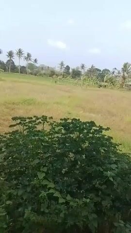 The video shows a landscape with a field of dry grass, palm trees, and some buildings in the distance. There is also a bush in the foreground. The sky is cloudy. The video is filmed from a stationary position.