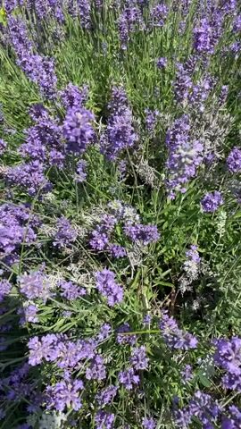 This is a close-up video of a dense patch of lavender plants under bright sunlight. The lavender flowers are a vibrant purple, with some lighter purple and grayish-green foliage visible. The camera is slightly tilted and appears to be moving slowly downwards, offering a dynamic perspective of the blooming plants. The focus is sharp, allowing for clear observation of the individual flower florets and the texture of the leaves. The overall impression is one of lush, abundant growth in an outdoor setting.