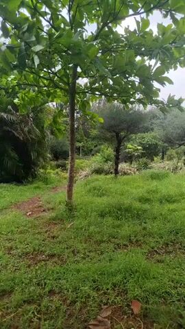 A video shows a dirt path winding through a grassy area with trees and foliage. A thin tree with green leaves is in the foreground, with a path to its left. To the left of the path, a large leafy plant is visible. In the background, there are more trees and greenery. The sky appears overcast.