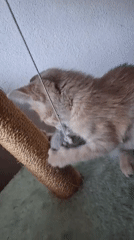 Pets and wildlife at home in rural Bulgaria