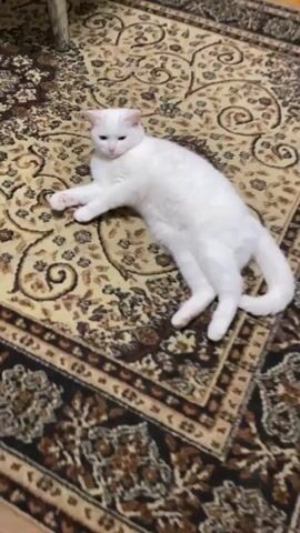The media file features a white cat with green eyes lying on a patterned rug. The cat is positioned on its back, with its paws extended. The rug has a warm, earthy tone with a detailed, traditional design. The camera angle is close-up, first showing the full body of the cat and then zooming in on its face, highlighting its bright eyes and pink nose. The final clip shows a very close-up shot of the cat's white fur. The lighting appears to be indoor, with no indication of time of day or weather. The setting is likely a home environment. The cat's expression is calm and relaxed. There is no visible text in the media file. The location context provided is Bolesławiec, Poland.