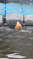 Duck dives from floating dock into Moscow waterway