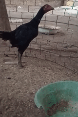 Backyard birds and bedtime selfies in Bloro, Indonesia