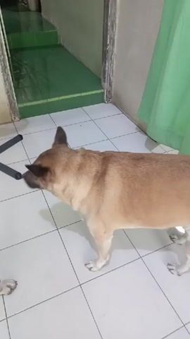 A dog stands on a tiled floor. The dog is light brown with dark markings on its face and ears. It is facing to the left of the frame. In the background, there is a doorway leading to a green carpeted area and a light green curtain hanging on the right. A black chair base is visible in the lower left corner. The dog moves its head and then looks down. Another dog's paw is visible in the lower left corner of the frame.
