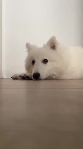 The video shows a fluffy white dog lying on a wooden floor. The dog's eyes are closed at the beginning of the video and then open, looking at the camera. The dog's head is resting on its paws. The background is a plain white wall. The lighting is bright and even.