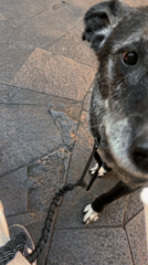Dog shares Starbucks drink with owner on Mexico City street