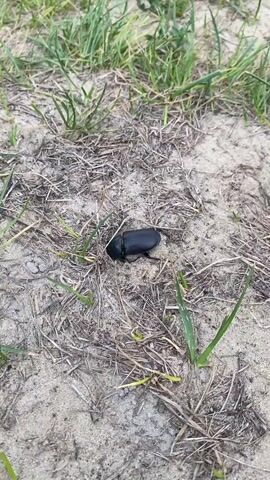 A close-up shot shows a black beetle on sandy ground with dried grass and green shoots. The beetle is positioned in the center of the frame and appears to be moving. The background consists of more dry grass and green vegetation. The lighting suggests an outdoor, daytime setting.
