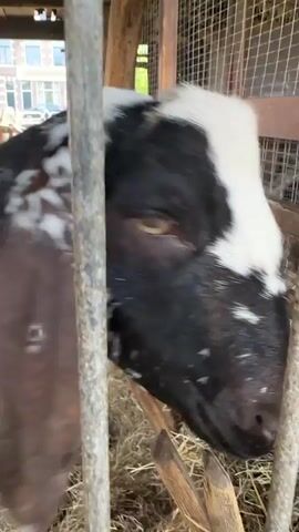 The video shows a close-up view of a black and white goat behind a metal fence. The goat has a white stripe down its face and is standing in what appears to be a barn, with hay on the ground. The camera focuses on the goat's head and eye as it looks towards the camera.  Someone is speaking, using the word "Jesus."