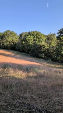 The video shows a group of deer in a grassy field with trees in the background. The sun is shining, casting a warm glow on the grass. The deer are standing and grazing. One deer is white and appears to be an albino. The other deer are brown. The video is filmed from a distance, and the deer are small in the frame. The camera is steady and the video is clear.