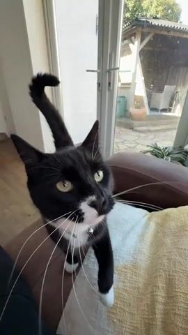 The video features a black and white cat, with a focus on its face and mouth. The cat is initially seen from a close-up angle, perched on a piece of furniture covered with a textured cushion. The camera zooms in, providing an extreme close-up of the cat's mouth, revealing its teeth. The shot becomes so close that the camera captures details of the cat's white fur and the texture around its mouth. The background shows a blurred view of a sunlit outdoor area, including a structure that resembles a gazebo or covered patio.