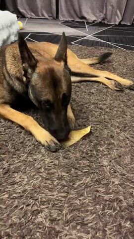 A Belgian Malinois dog is lying on a brown shag carpet, chewing on a light-colored treat. The dog has a dark face with pointed ears and is looking down at the treat. In the foreground, a green toy is visible. The background shows a gray curtain and a patterned floor.