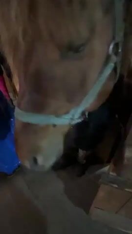 A close-up video shows a brown horse inside a stable. The horse is wearing a light blue bridle. A person dressed in black reaches out to pet the horse's face. The horse is inside a stall with a wooden bottom and wire cage on top. A wood paneled wall is to the left of the horse. A sign is on the wall. The floor is made of wood planks. A blue tarp sits on the floor near the wall.