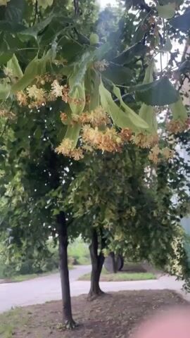 The video shows a close-up of a linden tree branch, heavily adorned with its distinctive pale yellow blossoms and green leaves. The branch gently sways, indicating a light breeze. The small, clustered flowers are prominent in the foreground, attached to a characteristic leaf-like bract. In the blurred background, other linden trees with their green foliage are visible, along with what appears to be a paved path or road. The scene is outdoors during daytime, with bright, possibly overcast lighting. The overall impression is one of natural tranquility. The location context for this scene is Kinchesh, Ukraine. No text is visible in the video.