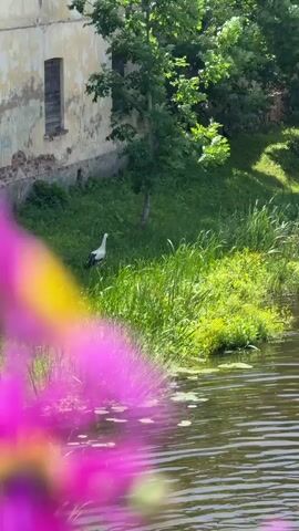 A stork stands on a grassy bank next to a body of water. The stork is white with black wingtips and a red beak and legs. It is facing to the left. In the background is an old, weathered building with boarded-up windows. Trees and foliage are visible behind the building and on the bank. The water in the foreground is calm, with ripples reflecting the sunlight. Pink flowers are blurred in the foreground, partially obscuring the view. The overall scene suggests a natural, possibly rural environment.