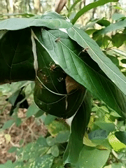 Morning wildlife activity documented: ants, butterflies, dragonflies observed