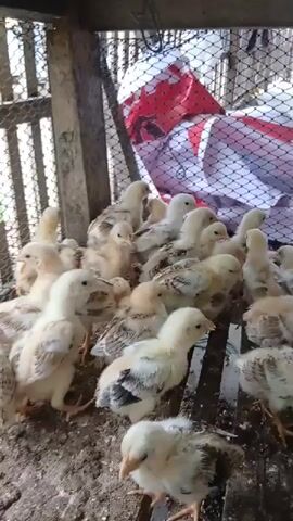 A group of baby chickens are huddled together in a wooden enclosure. The enclosure appears to be made of rough wood and wire mesh. The ground inside the enclosure is covered with dirt and wood shavings. The chickens are small and fluffy, with yellow and brown feathers. Some of them are pecking at the ground, while others are preening or resting. The lighting is natural, suggesting it is daytime. The overall impression is one of a farm or backyard setting where young poultry are being raised.