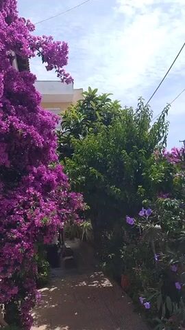 A vertical video shows a pathway lined with vibrant purple bougainvillea on the left and lush green trees on the right. The pathway appears to be paved with light-colored rectangular tiles. A white building with a light-colored roof is visible behind the bougainvillea. The sky is partly cloudy. The bougainvillea is so dense and colorful that it almost completely obscures the building and the pathway on the left side of the frame. The flowers are cascading down from above and covering the side of the building. There is a slight shadow cast on the pathway, indicating sunlight. The overall impression is one of lush natural beauty and a well-maintained outdoor space.
