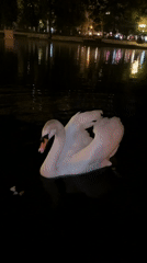 White swans spotted feeding in Moscow lake at night