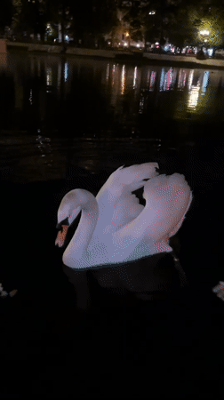 White swans spotted feeding in Moscow lake at night