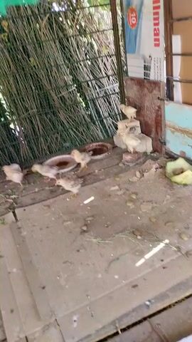 A group of young chickens, or chicks, are visible in a coop. The coop appears to be constructed of wood and wire mesh, with a dirt floor covered in wood planks. There are several shallow dishes, possibly for food or water, and some scattered debris. The chicks are varying shades of yellow and brown, and some are actively pecking at the ground or interacting with each other. The background shows dense vegetation and a portion of a blue and white structure. The overall impression is of a simple, rustic enclosure for young poultry.