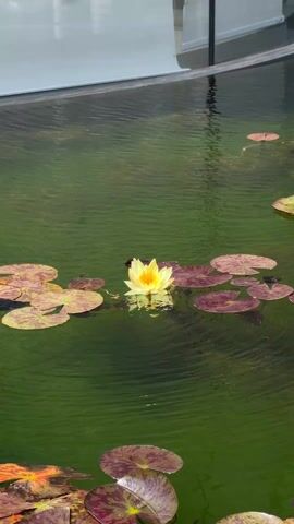A still, medium shot presents a pond with green-tinted water. The water's surface is gently rippled. Floating on the water are numerous lily pads, primarily green and brown in color. A single, yellow water lily with a bright yellow center sits prominently in the middle of the frame. The lily is surrounded by its own set of leaves. A white structure with reflective glass panels is visible in the background, partially obscured.