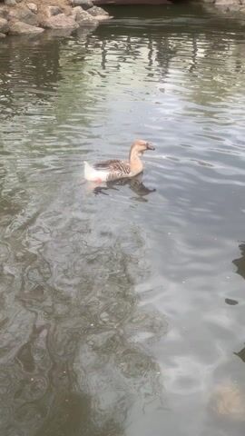 A single goose swims in a small pond. The pond has a rocky edge on one side, and the reflections of clouds can be seen in the water. There is also a reflection of trees or bushes on the right side of the frame. The goose is light brown with a white tail and swims toward the center of the pond. Sounds of people speaking can be heard.