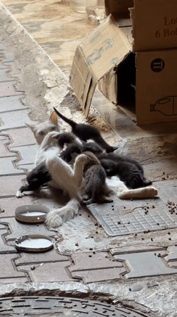 Mother cat and kittens resting in a Marrakesh alley