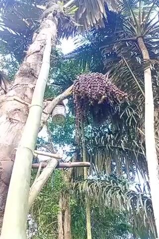 A tall palm tree with a large bunch of fruit is visible. A bamboo pole is strapped to the trunk of the palm tree, likely for climbing. Two buckets are attached to the palm tree, one near the top and another lower down. The surrounding area is lush with greenery, suggesting a tropical or sub-tropical environment. The video is shot from a low angle, looking upwards at the tree and its fruit.