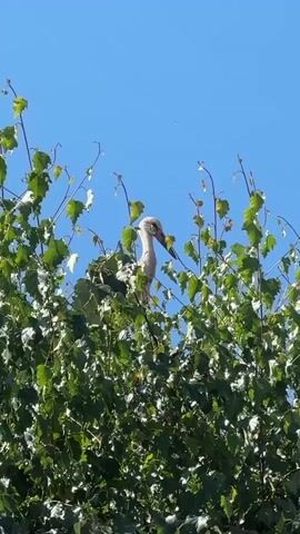 A lone stork is perched in a tall green tree. The sky above is a clear blue. The stork's head is tilted slightly to the side, and its beak is pointed downward. The leaves of the tree are lush and green, and they surround the stork, creating a natural frame. The scene is peaceful and serene, with the stork appearing to be at ease in its environment.