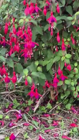 A close-up shot of a fuchsia bush. The bush is covered in bright pink and purple flowers that hang downwards. The leaves are a deep green. At the base of the bush, there are fallen petals scattered amongst green ivy and dried twigs. The camera pans slowly across the bush, focusing on the delicate details of the flowers.