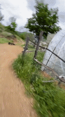 Pet interactions documented in Bulgarian countryside afternoon