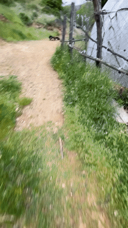 Pet interactions documented in Bulgarian countryside afternoon
