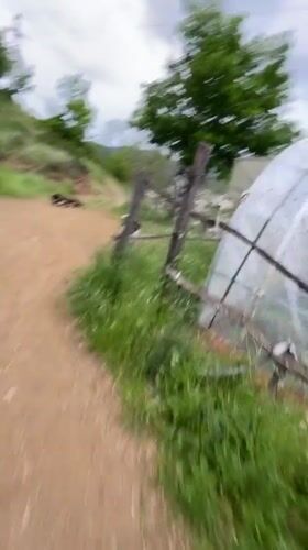 Pet interactions documented in Bulgarian countryside afternoon