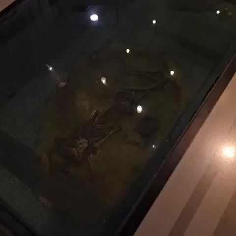 The video shows a close-up view of skeletal remains on display, likely in a museum or an archaeological exhibit. The skeleton is laid out as if in a burial, with the skull, rib cage, spine, and limbs all visible. The bones are resting on a dark, earthy surface, and there are small lights illuminating the display. The lighting creates reflections on what appears to be a glass covering over the exhibit. The remains are fragmented and appear to be ancient. The overall environment is dimly lit, with the focus solely on the skeletal remains.