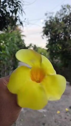 The video shows a hand holding a large yellow flower. The flower has a bright yellow center and slightly darker yellow petals. The hand is dark-skinned. The background is blurry and shows trees and a road. The sky is overcast and light. The flower is being rotated in the hand to show all sides.