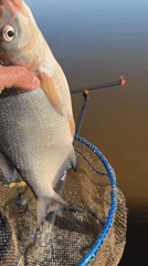 Angler lands silver fish in early morning catch near Chaykovsky