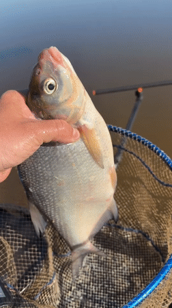 Angler lands silver fish in early morning catch near Chaykovsky