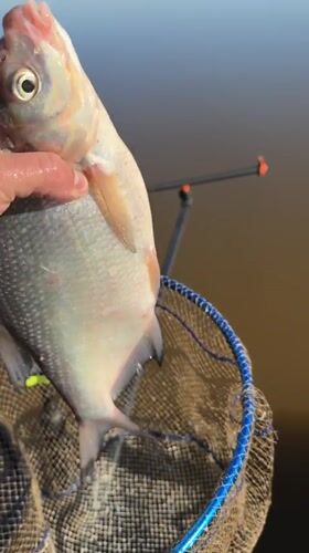 Angler lands silver fish in early morning catch near Chaykovsky