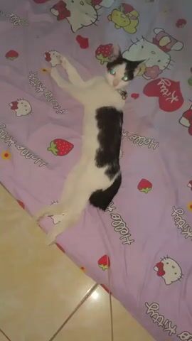 A black and white cat lies on its back on a purple bedspread with a Hello Kitty and strawberry pattern. The cat has green eyes and is looking at the camera. The cat's body is stretched out, and its legs are extended. The cat appears to be relaxed. The room is dimly lit.